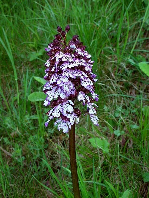 Orchis purpurea